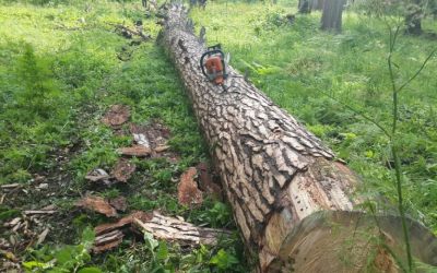 Спил и вырубка деревьев, корчевание пней - Донецк, цены, предложения специалистов
