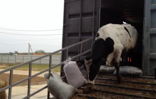 Поиск транспорта для перевозки животных и скота
